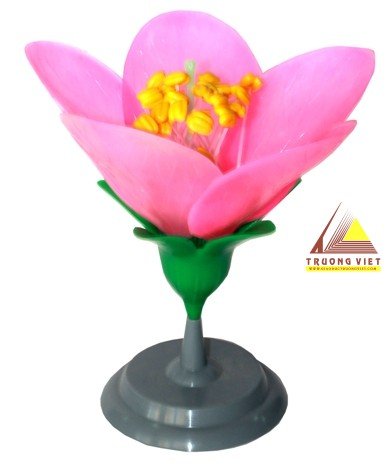 Mô hình cấu tạo Hoa đào