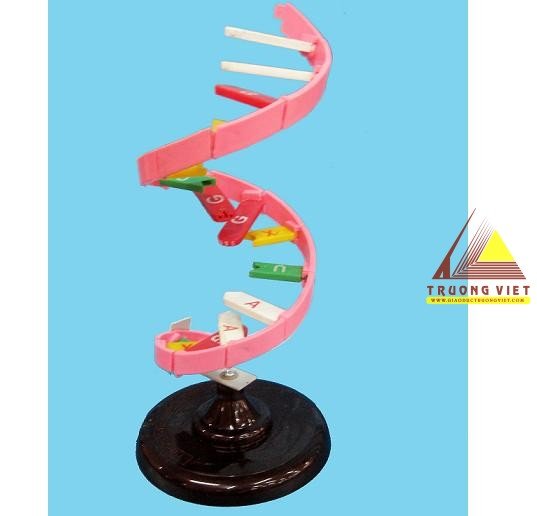 Mô hình cấu trúc phân tử ARN