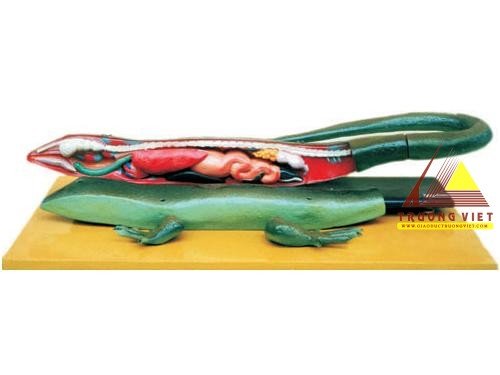 Mô hình cấu tạo Thằn lằn