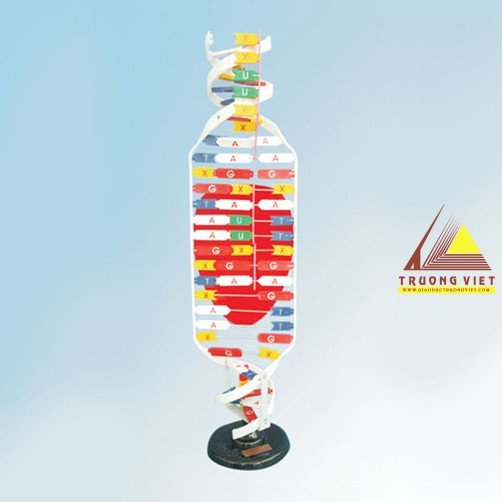 Mô hình tổng hợp ARN