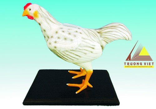 Mô hình cấu tạo con Gà