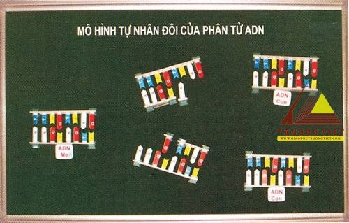 Mô hình tự nhân đôi của phân tử ARN